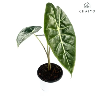 ต้น อโลคาเซีย วัทโซเนียน่า Alocasia Watsoniana