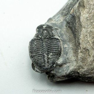 [อายุกว่า 505 ล้านปี!!!] #168 ฟอสซิล ไทรโลไบต์ Elrathia Kingi Trilobite ของแท้ ขนาดเล็ก บน Matrix จาก USA