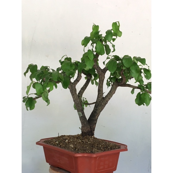 Bonsai : Diospyros Ebenum  4 years old #BDE201705001