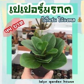 🌱🪴เปเปอร์มรกต ไม้ในร่ม ชื่อมงคล พร้อมส่งในกระถาง 3 นิ้ว 🌱🪴