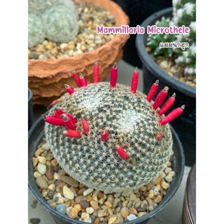 เมล็ดแมมนกฮูก ชมพูxครีมxชมพูเข้ม Mammillaria microthele