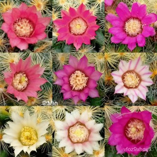 คุณภาพสูง เมล็ด/เมล็ดแมมขนนกเหลืองมิกซ์ 80 เมล็ด (MAMMILLARIA SCHIEDEANA)/อินทรีย์ คละ สวนครัว คะ/ขายดี พันธุ์ อินทรีย์