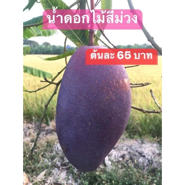 #ต้นมะม่วงน้ำดอกไม้สีม่วง ((เสียบยอด)) สูงราว50-60เซน 1 ปีติดผล