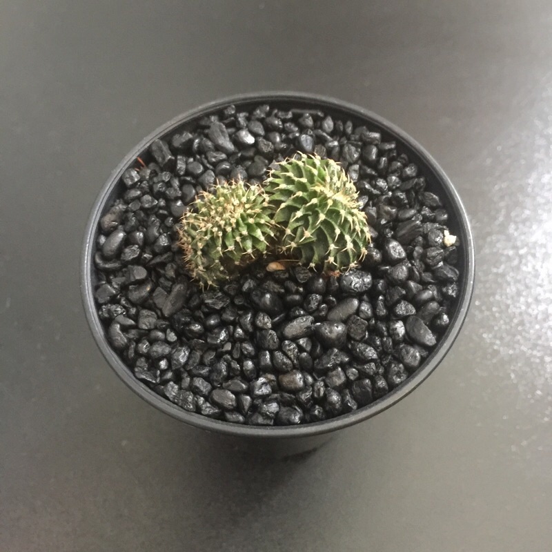 กระบองเพชร ยิมโน LB2178 ไม้เมล็ด คริสตาต้า