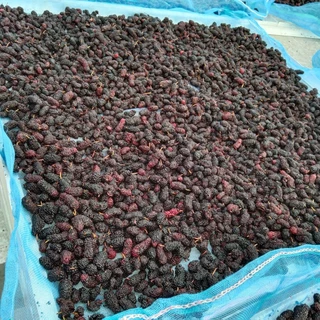 มัลเบอรี่ ลูกหม่อน อบแห้ง Mulberry dried ทำชาหรือยา สมุนไพร แห้งกรอบ ไม่มีน้ำตาล ไม่ใส่วัตถุกันเสีย ธรรมชาติ100%[ภูดอย]