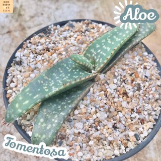 [อะโลโทเมนโทซ่า] Aloe Tomentosa ส่งพร้อมกระถาง แคคตัส Cactus Succulent Haworthia Euphorbia ไม้หายาก