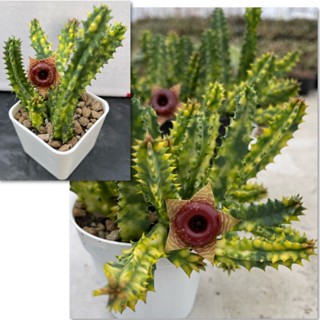 เก๋งจีนดอกโดนัทด่าง Huernia กอสวยในกระถาง2นิ้ว