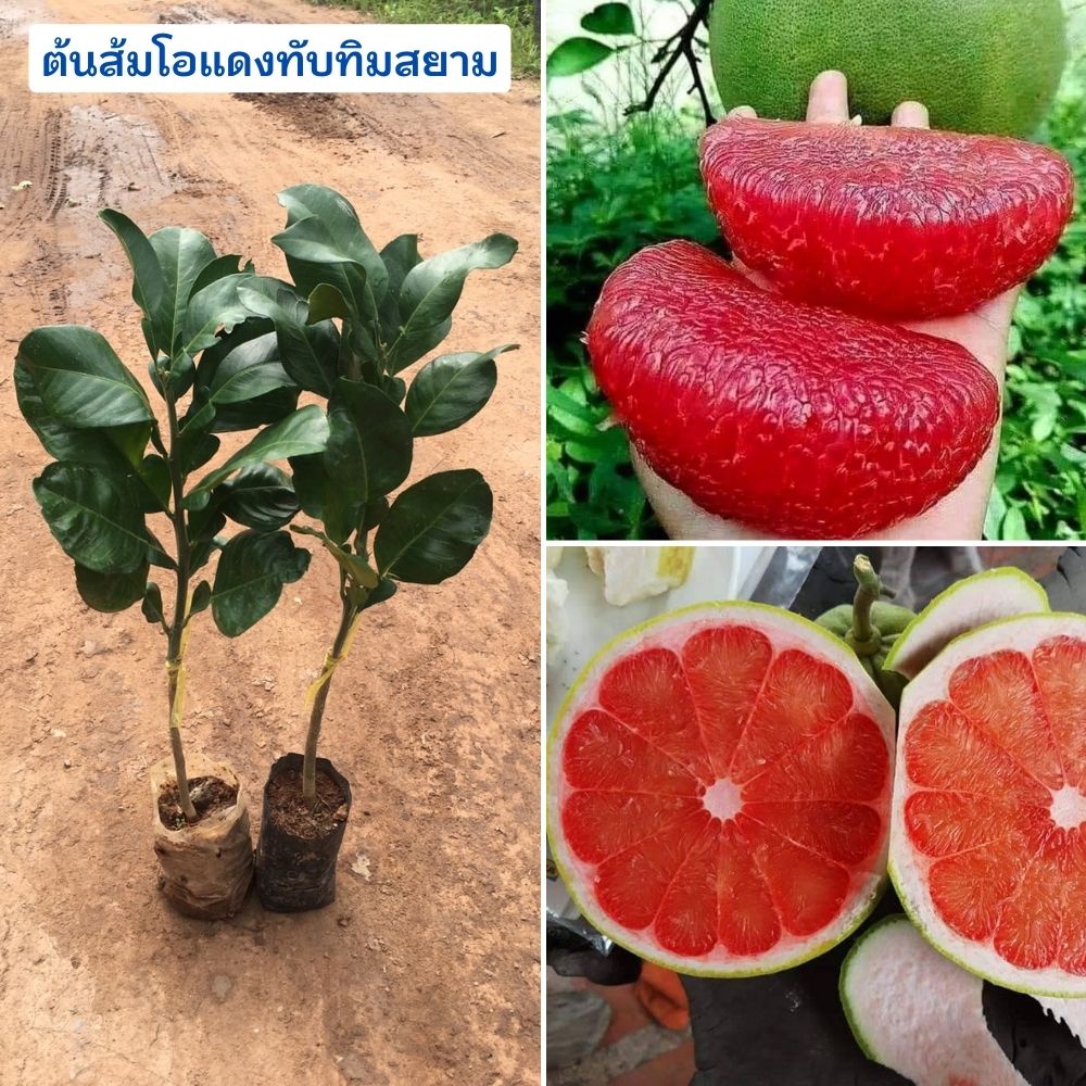 ชุด 1 ต้น ส้มโอแดงทับทิมสยาม ต้นเสียบยอด🍈🍈 มีจำนวนจำกัด