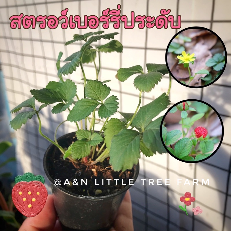 สตรอว์เบอร์รี่ประดับ ต้นสตอเบอรี่ป่า ต้นกล้า ไม้ประดับ สตรอว์เบอร์รี่ป่า สตอเบอรี่ประดับ