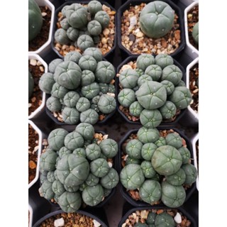 โลโฟมิกซ์​ ฟอร์มกอ, lophophora