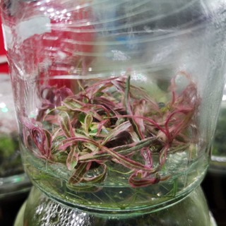 Hygrophila Pink Lady (Hygrophila sp.Chai) (เนื้อเยื่อ) ต้นไม้น้ำ