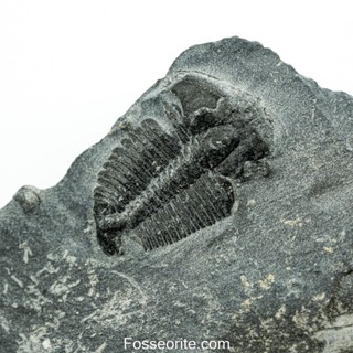 [อายุกว่า 505 ล้านปี!!!] #169 ฟอสซิล ไทรโลไบต์ Elrathia Kingi Trilobite ของแท้ ขนาดเล็ก บน Matrix จาก USA