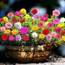 ซื้อ5แถม5 2000 เมล็ด เมล็ดพันธุ์ แพรเซี่ยงไฮ้ คละสี คุณนายตื่นสาย (Rosemoss)