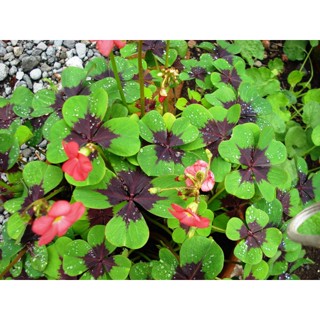 5 หัว ออกซาลิสเดปไปไอรอนครอส - Oxalis Deppei Iron Cross (ผีเสื้อราตรีสายพันธุ์นำเข้า มีใบสีเขียว มีแต้มรูปหัวใจสีแดง)