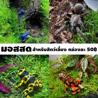 มอสสด มอสเลี้ยงกบ มอสเลี้ยงสัตว์ ใช้กับ ตู้สัตว์เลี้ยง Vivariums กล่องละ 50฿