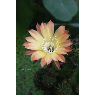 Echinopsis NA21 อิชินอปซิส สีทูโทน หน่อเด็ดสด ขนาด 2 เซนติเมตรขึ้นไป