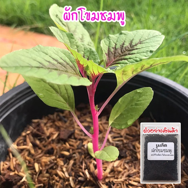 เมล็ดพันธุ์ ผักโขมชมพู ผักหมชมพู (Pink Amaranth)​ ปลูกง่าย โตเร็ว 200-500 เมล็ด [10 แถม 1 คละได้]