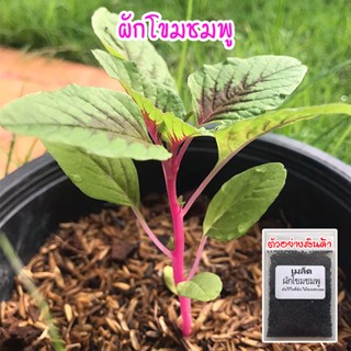 เมล็ดพันธุ์ ผักโขมชมพู ผักหมชมพู (Pink Amaranth)​ ปลูกง่าย โตเร็ว 200-500 เมล็ด [10 แถม 1 คละได้]