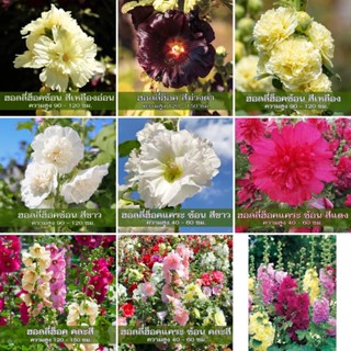 เมล็ดพันธุ์ ฮอลลี่ฮ็อค ( Holly Hock Mix Seed ) บรรจุ 15 เมล็ด มีให้เลือก 9 แบบค่ะ