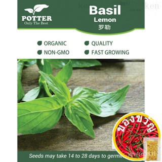 Potter-Basil Lemon สมุนไพรเม็ด30เมล็ด [ผู้ขายในท้องถิ่น! ∮!] มักกะโรนี/ขึ้นฉ่าย/กระโปรง/หมวก/รองเท้า/สวน/แอปเปิ้ล/ ท้า N