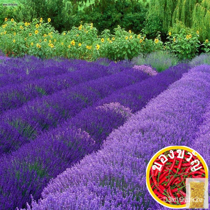 กางเกง/ดอกไม้/สเต็ม/ดอกทานตะวัน/ห่อนา/ข้าวโพด/ผ้าพลัฌ/กางเกง/ผู้ชาย/ผู้หญิง/กระโปรง/เสื้อ/10ชิ้น/ดอก