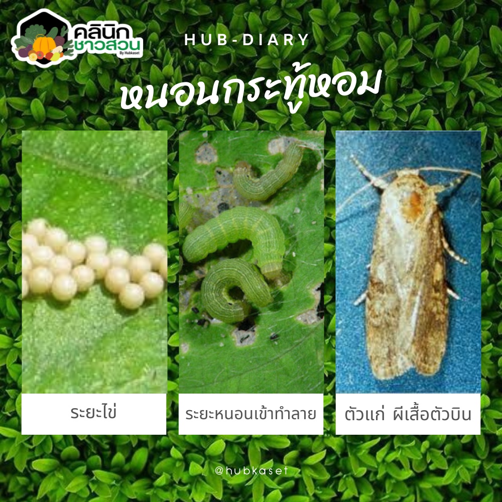 🥬 แลมป์ดา-ไซฮาโลทริน (แลมป์ดา-ไซฮาโลทริน) บรรจุ 1ลิตร น็อคเย็น ป้องกันหนอน เพลี้ยและแมลงตัวบิน - รูปที่ 3