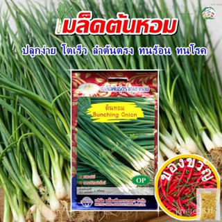 เมล็ดพันธุ์/เมล็ดต้นหอม Bunching Onion ตราภูเขาทอง เมล็ดพันธุ์ผัก เมล็ดผักสวนครัว เมล็ดหอมแบ่ง ต้นหอม หอมแบ่งเสื้อ/กุหลา