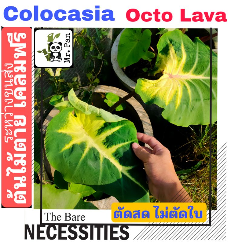 Colocasia Octo Lava ตัดสดไม่ตัดใบ โคโลคาเซีย ออคโต้ ลาวา