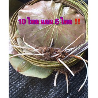 ไหลบัวหลวง ซื้อ10ไหลแถม5ไหล