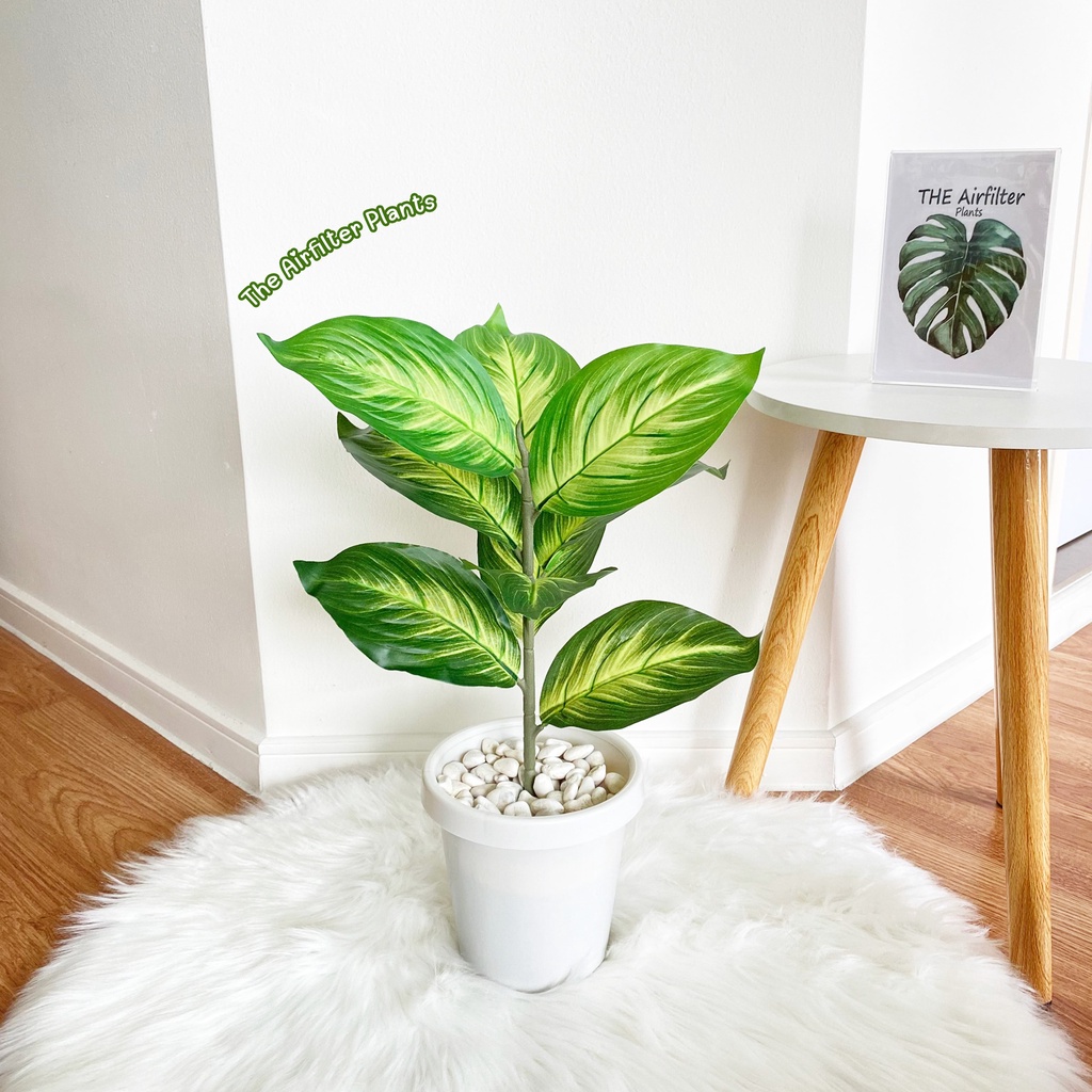 ต้นไม้ปลอม(ฟรี!!หินโรย) ต้นมงคลเศรษฐีสูง35-45ซม. ตั้งหน้าทีวี ตั้งโต๊ะและหัวเตียง ต้นไม้มงคล พร้อมกระถางและหินสีขาว - รูปที่ 5