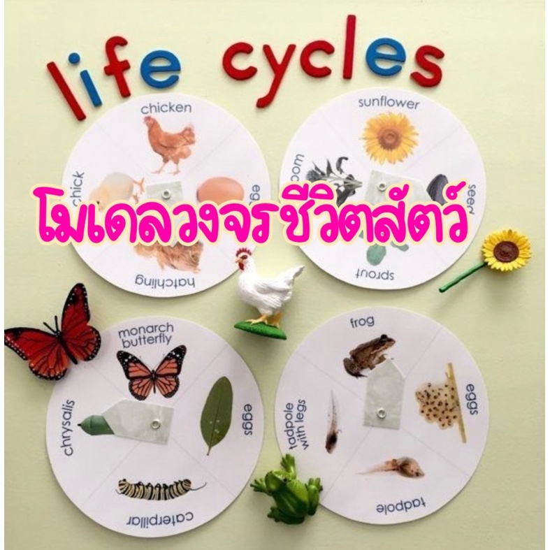 โมเดลวงจรชีวิตสัตว์