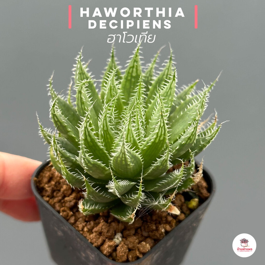 Haworthia decipiens ฮาโวเทีย ไม้อวบน้ำ กุหลาบหิน cactus&succulentหลากหลายสายพันธุ์