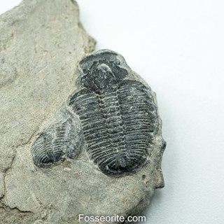 [อายุกว่า 505 ล้านปี!!!] #170 ฟอสซิล ไทรโลไบต์ Elrathia Kingi Trilobite ของแท้ ขนาดเล็ก บน Matrix จาก USA