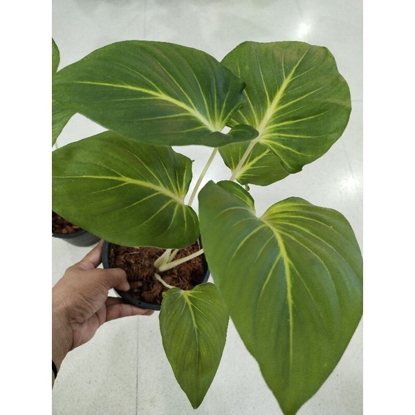 เสน่ห์จันทร์ขาว Homalomena lindenii กระถาง4-8นิ้ว