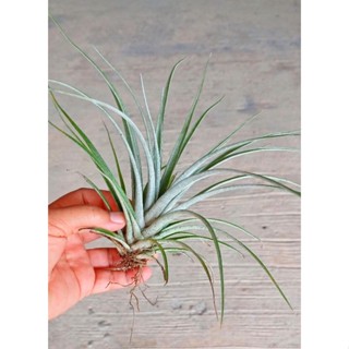 Tillandsia pringleii ไม้รากอากาศ ขนาด 15-20cm