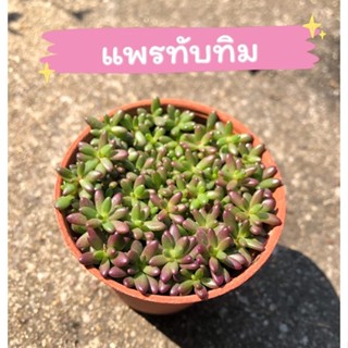 ต้นแพรทับทิม คุณนายตื่นสายญี่ปุ่น