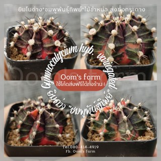 🌵💯ยิมโนด่าง"ชมพูพันธุ์ทิพย์" (Gymnocalycium hybrid variegated.)  ไม้ชำหน่อ สวยครบ รากเดินดีแล้ว ในกระถาง 2 นิ้ว