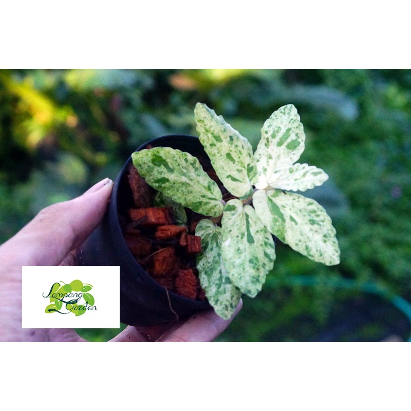 👑ต้นปีกนางฟ้าด่าง ไม่มีหลุดเขียว ไม้หายาก ไม้เลื้อย 👑 - รูปที่ 3