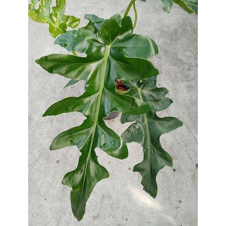 ฟิโลหาง​หงส์​ /บอบซี Philodendron​ bobcee #กระถาง​8​นิ้ว​ไม้​แข็งแรง#​