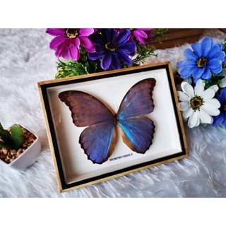 ผีเสื้อสต๊าฟ ผีเสื้อสตาฟ ของตกแต่งบ้าน ของขวัญ ของสะสม Real Butterfly MORPHO DIDIUS Insect Frame Set Taxidermy Display M