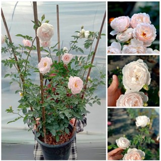 Lhiver Japan Takunori Kimura rose. กุหลาบสายพันธุ์นำเข้า กลิ่นหอมสายพันธุ์ตามหา