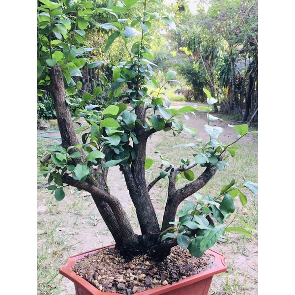 Bonsai : Diospyros Ebenum  14-15 years old #BDE20070501