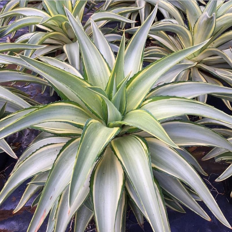 อากาเว่ agave desmettiana Joe Hoak หน่อในกระถาง 5 นิ้ว