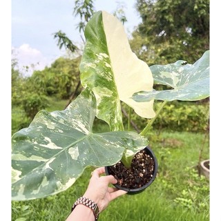 บอน แวะซื้อไม้ด่างก่อนนะค่ะ 🙏🏻😅 Alocasia Macrorrhiza หรือ บอนกระดาษด่าง (ยักษ์) เป็นบอนขนาดสูงและใหญ่มาก