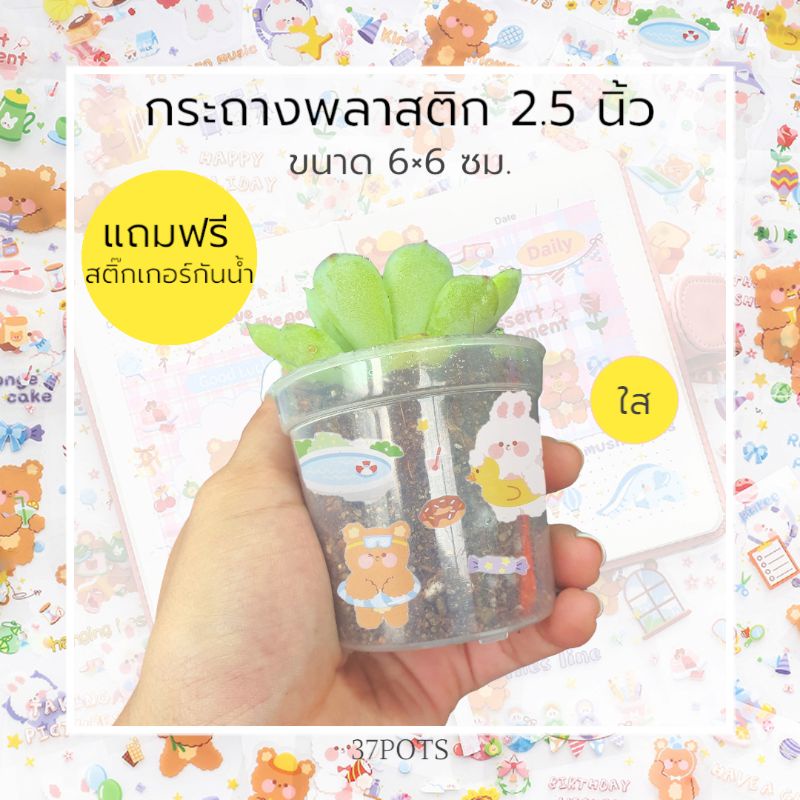 37POTS (ใส) ●ซื้อ 1 แถม 1● กระถางพลาสติกขนาด 2.5 นิ้ว