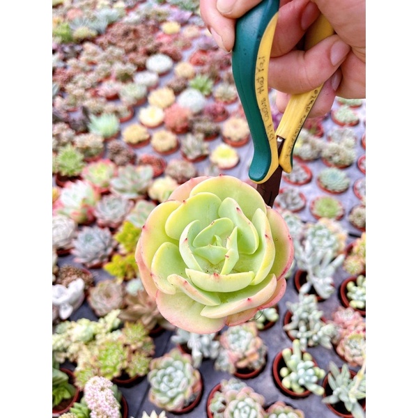 Echeveria Peach Pride jelly Color