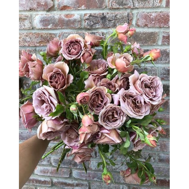 Koko loko rose กุหลาบสีน้ำตาลประกายชมพหถ ทรงพุ่มใบหนา ดอกพวงแน่น บานทน กระถาง 12 นิ้ว พร้อมส่ง รากแน่น
