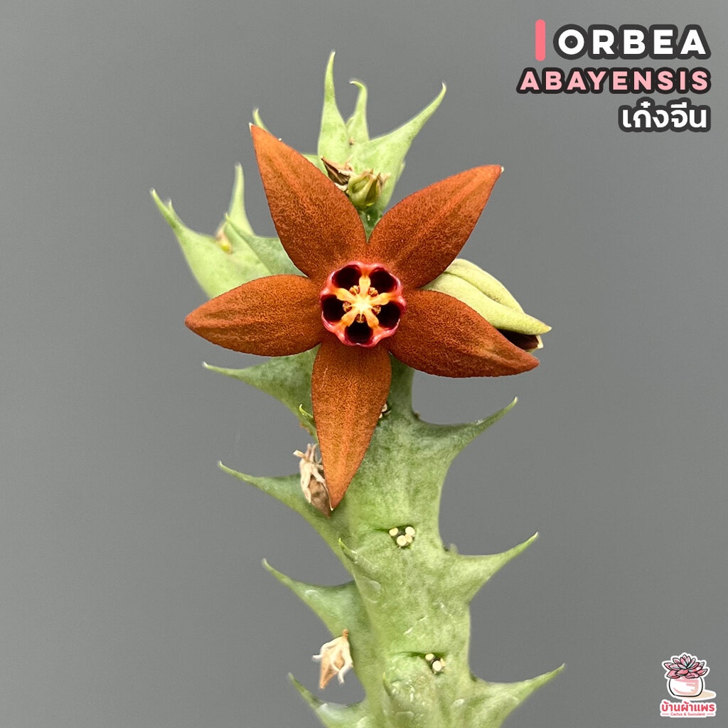 เก๋งจีน Orbea abayensis แคคตัส กระบองเพชร cactus&succulent