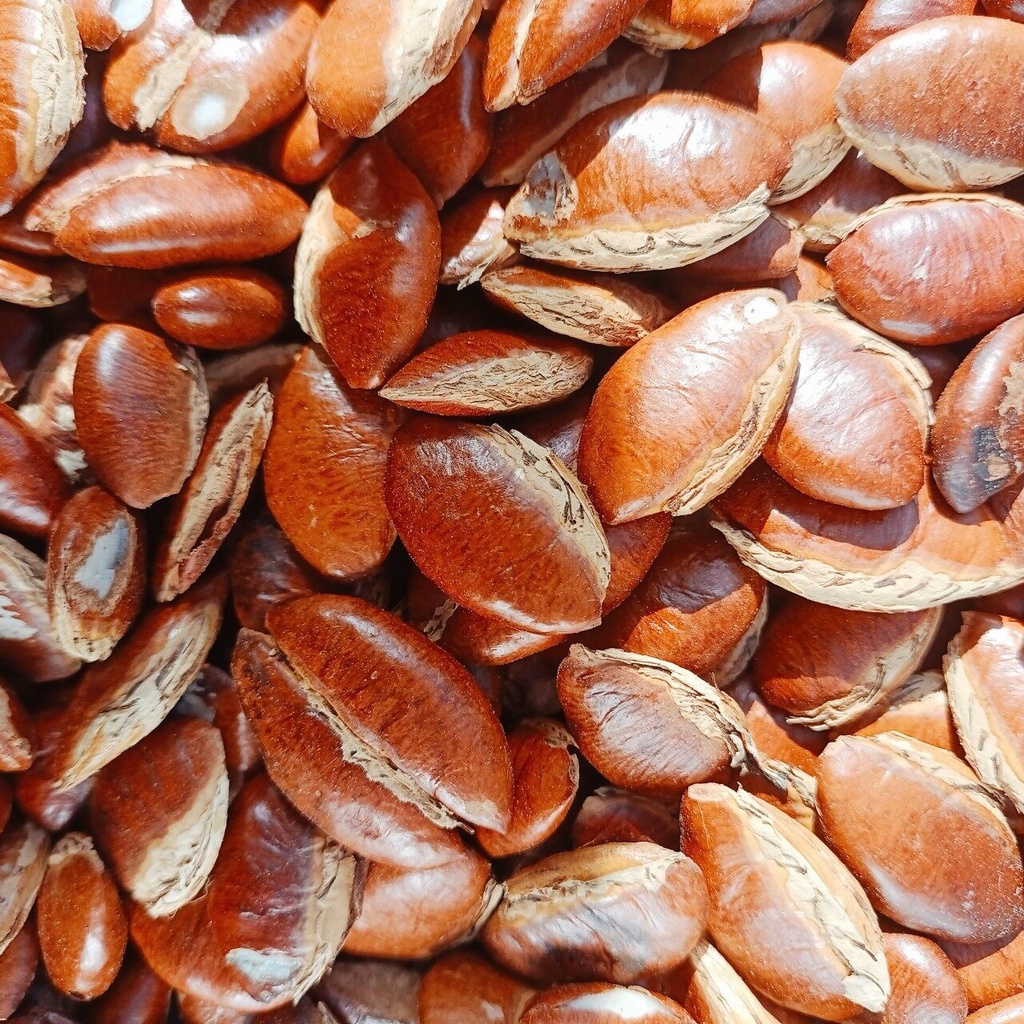 เม็ดกระบก สวยๆผ่าใหม่ๆ มีทั้งแบบคั่วและตากแห้ง - รูปที่ 4