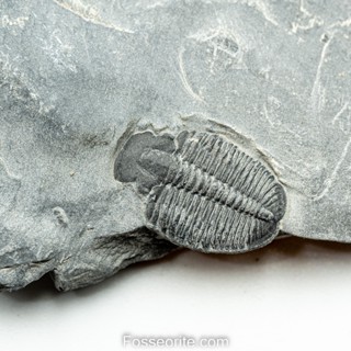 [อายุกว่า 505 ล้านปี!!!] #220 ฟอสซิล ไทรโลไบต์ Elrathia Kingi Trilobite ของแท้ ขนาดเล็ก บน Matrix จาก USA